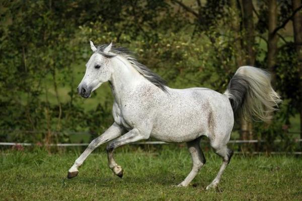 揭秘太阳火命:属相与命理的奇妙联系 揭秘太阳火命:属相与命理的奇妙联系