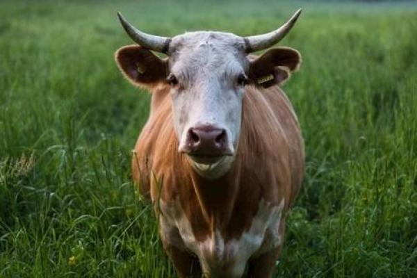 1997年出生的牛命：勤奋与坚持的象征，未来可期！