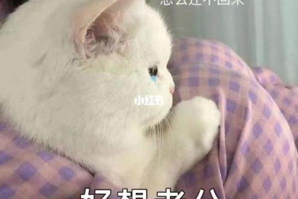 会撒娇的人是什么命:温柔背后的生活智慧与命运解析 会撒娇的人是什么命:温柔背后的生活智慧与命运解析