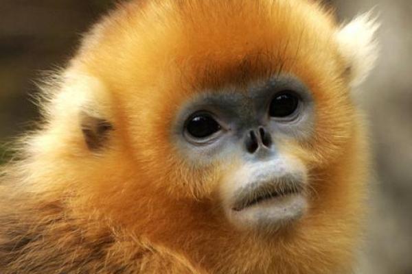 猴年木命者：探寻内心深处的缺失与补充之道