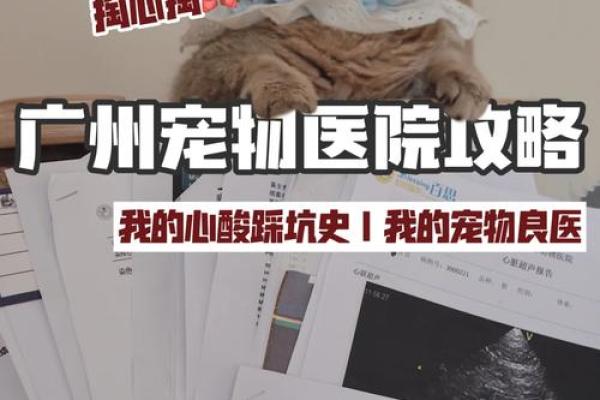 海底金命：最佳宠物选择与养护全攻略