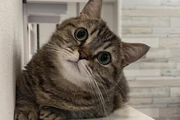 探寻猫命的奥秘：揭示猫咪背后的深刻含义与象征