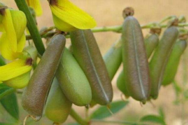 大林木命的颜色搭配指南:让你的运势更上一层楼! 大林木命的颜色搭配指南:让你的运势更上一层楼!