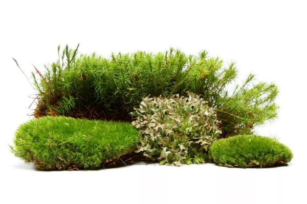 揭开橄榄命的秘密,探索生命的深层寓意与价值! 揭开橄榄命的秘密,探索生命的深层寓意与价值!