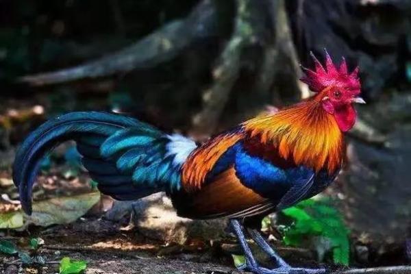 探索金鸡命格:揭开生肖鸡的神秘面纱 探索金鸡命格:揭开生肖鸡的神秘面纱