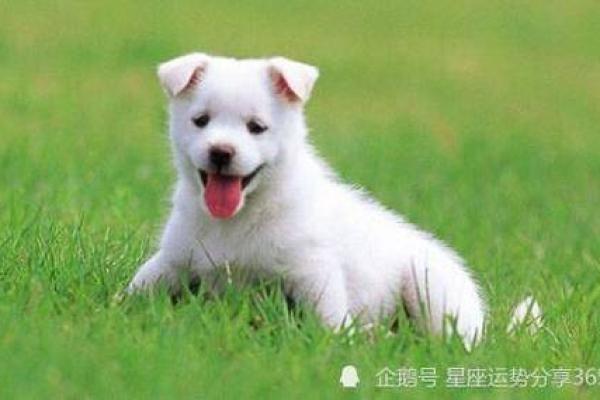 1970年出生的人属什么命卦?解密生肖与命运的奥秘 1970年出生的人属什么命卦?解密生肖与命运的奥秘