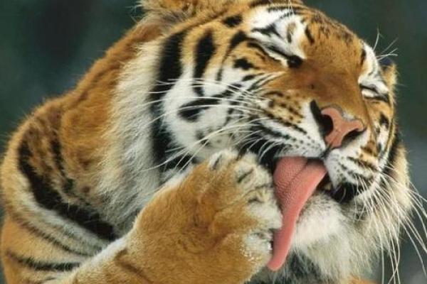 2019年属虎的命理解析与运势展望:如何把握机会,逆风翻盘 2019年属虎的命理解析与运势展望:如何把握机会,逆风翻盘