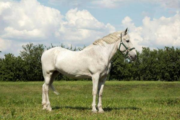 探索2015年属马人的命运与性格特征 探索2015年属马人的命运与性格特征