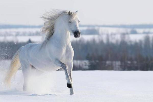 探索2015年属马人的命运与性格特征 探索2015年属马人的命运与性格特征