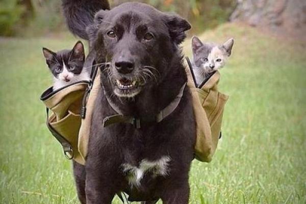 1994年出生的狗女,她的命运与人生启示! 1994年出生的狗女,她的命运与人生启示!