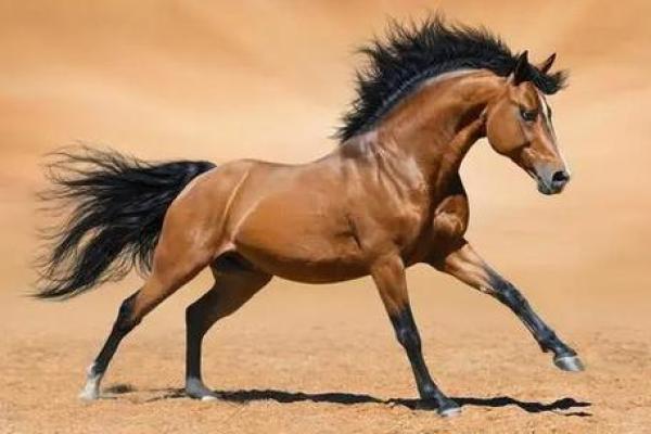 1990年出生的马:命理解析与性格特征的深度剖析 1990年出生的马:命理解析与性格特征的深度剖析