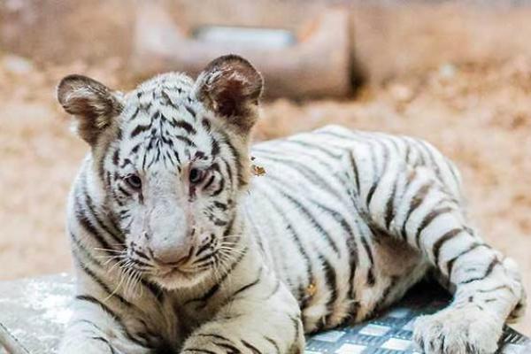 揭秘壬寅年虎命的五行特征与性格解析,探寻生命之路的奥秘 揭秘壬寅年虎命的五行特征与性格解析,探寻生命之路的奥秘