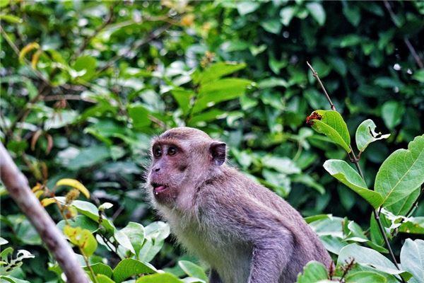 2004年猴年出生的你:命运与性格揭秘 2004年猴年出生的你:命运与性格揭秘