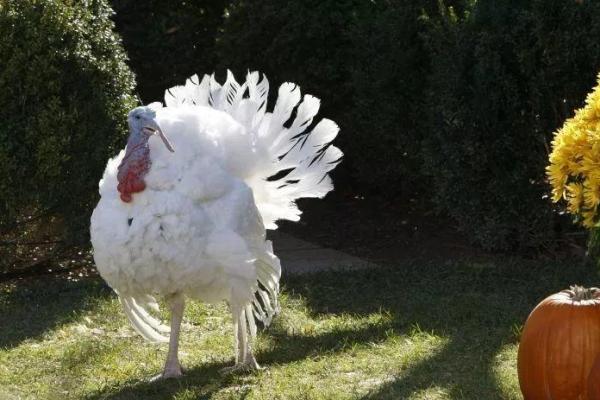 2017年:火鸡年与自身命运的深刻启示 2017年:火鸡年与自身命运的深刻启示