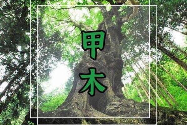 庚寅松柏木命缺什么?揭示命理秘辛,助你助运! 庚寅松柏木命缺什么?揭示命理秘辛,助你助运!