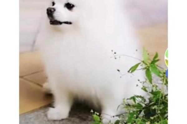 揭秘2018年狗年宝宝的命运与性格特征,助你育儿无忧! 揭秘2018年狗年宝宝的命运与性格特征,助你育儿无忧!