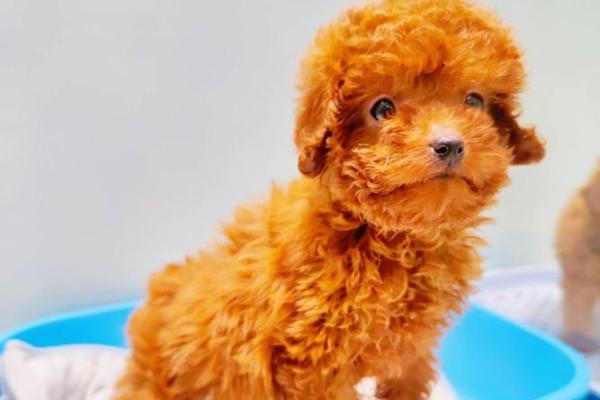 2023年小狗的命运:宠物的灵魂与智慧的相遇 2023年小狗的命运:宠物的灵魂与智慧的相遇