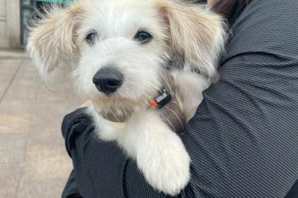 2023年小狗的命运:宠物的灵魂与智慧的相遇 2023年小狗的命运:宠物的灵魂与智慧的相遇