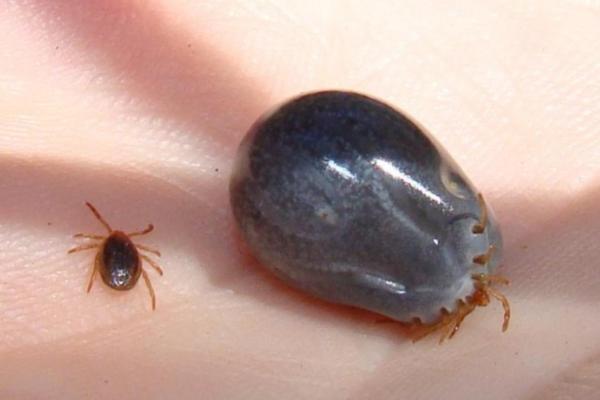 草爬子的命运揭秘:算命中草爬子的命究竟意味着什么? 草爬子的命运揭秘:算命中草爬子的命究竟意味着什么?