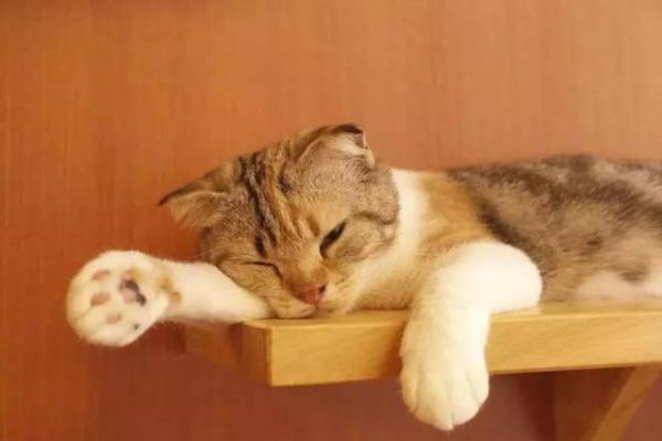 脚背凸起的命运:你不知道的身体秘密与人生哲学 脚背凸起的命运:你不知道的身体秘密与人生哲学