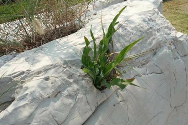 刻在命里的坚强:生活中的不屈精神与成长之旅 刻在命里的坚强:生活中的不屈精神与成长之旅