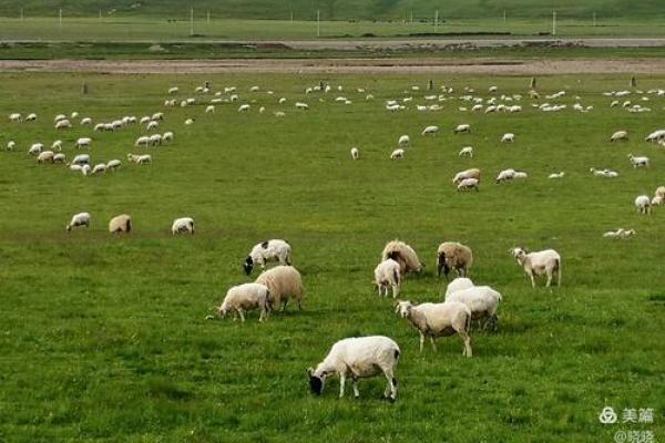 2003年马年命运解析:马儿的智慧与挑战之旅 2003年马年命运解析:马儿的智慧与挑战之旅