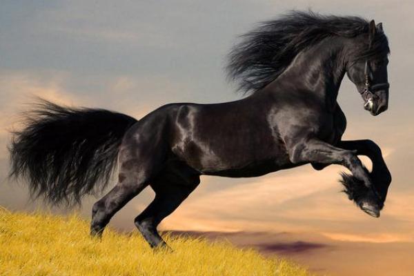 1990年属马的命运与性格解析:探索人生的精彩旅程 1990年属马的命运与性格解析:探索人生的精彩旅程