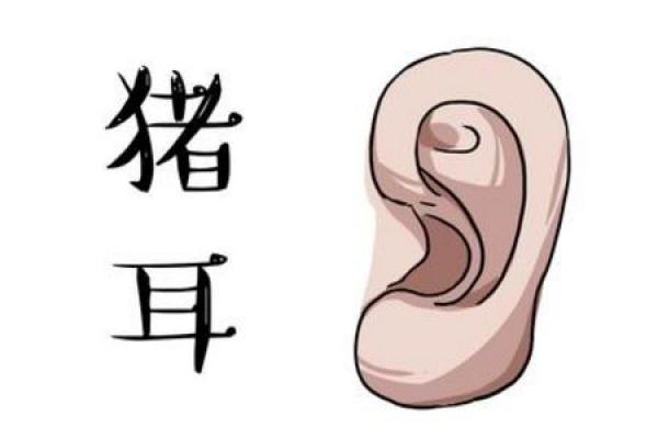 从耳朵看横财命,揭示隐藏在耳朵中的财富密码! 从耳朵看横财命,揭示隐藏在耳朵中的财富密码!
