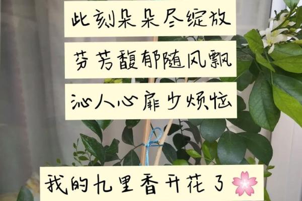 暗香命格:绽放内心的芬芳与魅力之道 暗香命格:绽放内心的芬芳与魅力之道