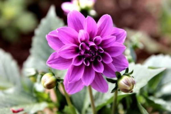 探索属猴女孩的命运:2月17日出生的神秘力量与智慧 探索属猴女孩的命运:2月17日出生的神秘力量与智慧