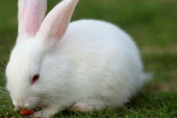 1999年兔子女命运解析:温柔坚定的生活之路 1999年兔子女命运解析:温柔坚定的生活之路