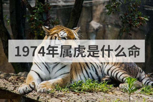 1998年虎年出生的命运解读与人生启示 1998年虎年出生的命运解读与人生启示