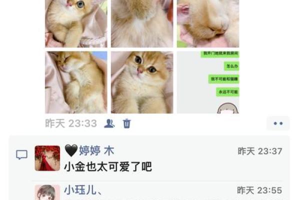 根据命格选择养猫咪的最佳时机与品种指南 根据命格选择养猫咪的最佳时机与品种指南