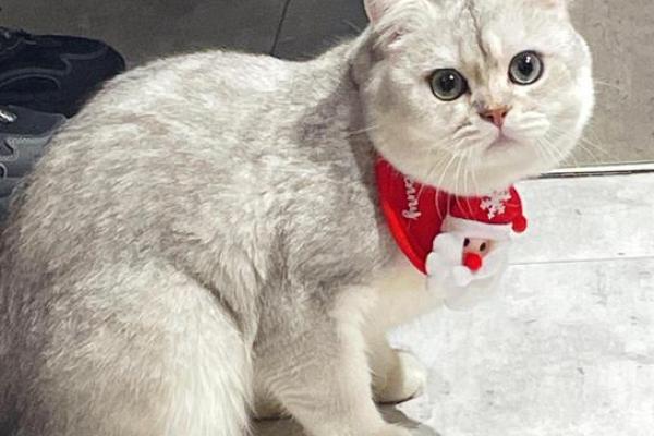 根据命格选择养猫咪的最佳时机与品种指南 根据命格选择养猫咪的最佳时机与品种指南