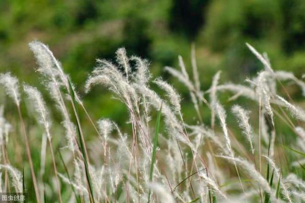 椿与五行相克,了解命理助你开运之路! 椿与五行相克,了解命理助你开运之路!