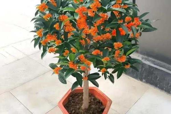 从命格看,你适合在家种什么花树,提升生活运势! 从命格看,你适合在家种什么花树,提升生活运势!