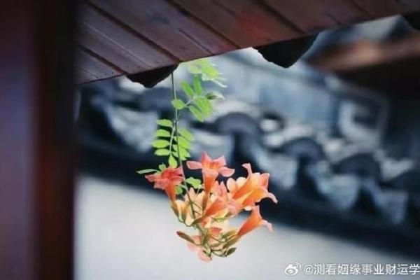 从命格看,你适合在家种什么花树,提升生活运势! 从命格看,你适合在家种什么花树,提升生活运势!