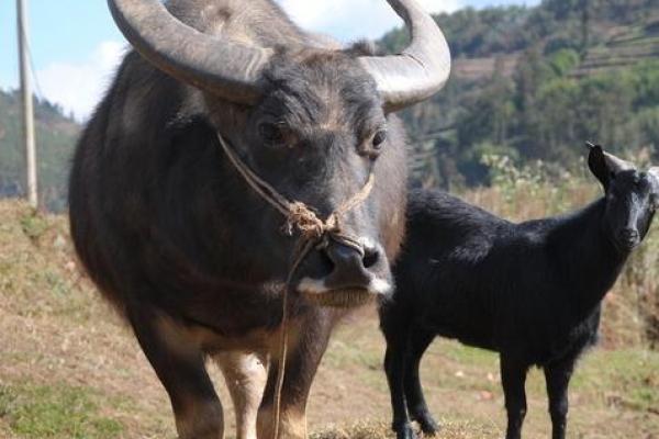 涧下水男命的神秘与禁忌:解开命理中的致命误区 涧下水男命的神秘与禁忌:解开命理中的致命误区