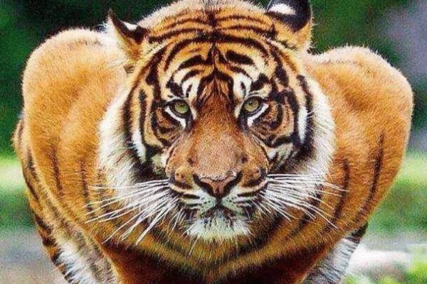 2024年属虎的八大命理趋势与运势分析,助你把握未来机遇 2024年属虎的八大命理趋势与运势分析,助你把握未来机遇