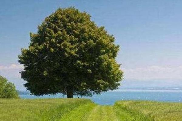 1994年木命:探秘缺失的元素与命理之道 1994年木命:探秘缺失的元素与命理之道