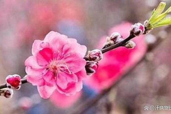 揭秘壬寅女命的缺点与成长:如何拥抱内心的力量与智慧 揭秘壬寅女命的缺点与成长:如何拥抱内心的力量与智慧