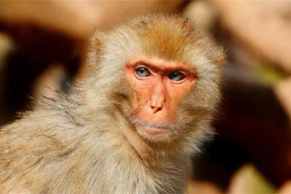 了解2016属年命理:揭秘生肖猴的性格与命运之旅 了解2016属年命理:揭秘生肖猴的性格与命运之旅