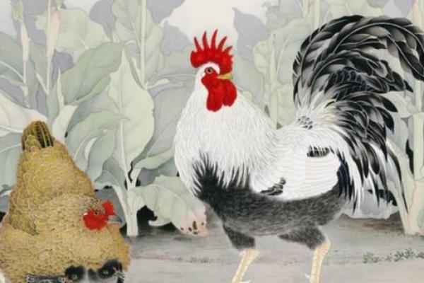 1993年属鸡的命理分析与生活智慧 1993年属鸡的命理分析与生活智慧