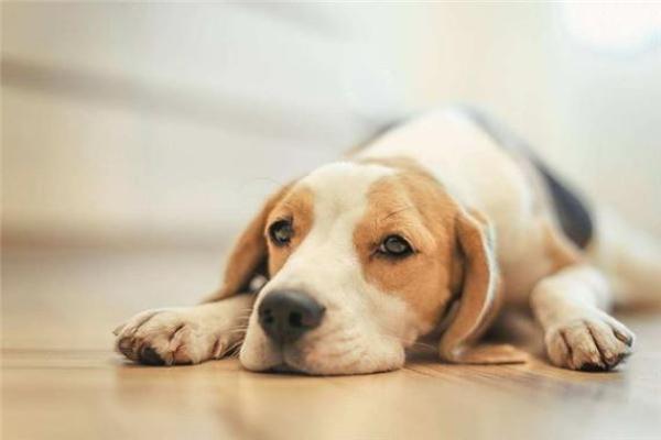 探索属狗人八月十五的命运与人生轨迹 探索属狗人八月十五的命运与人生轨迹