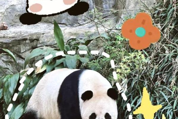 杖毙掉命，神秘而危险的动物探秘之旅
