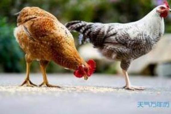 93年属鸡的命运探秘：揭秘人生的转折与机遇
