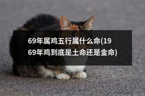 81年属鸡人的命运与性格解析，一生财运与情感的双重考验