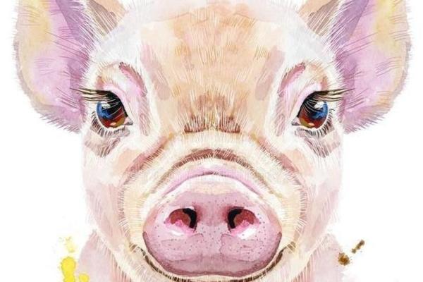 属猪人最笨的命运诠释：如何转变命运，拥抱生活的智慧