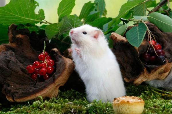 1972年鼠女的命运与人生:解读她们的独特个性与潜能 1972年鼠女的命运与人生:解读她们的独特个性与潜能