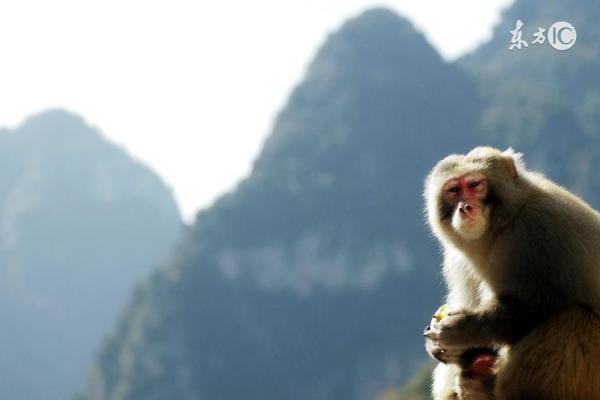 1992年出生的猴年命:解读生肖猴的五行特征与命运之路 1992年出生的猴年命:解读生肖猴的五行特征与命运之路